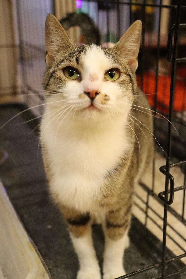 REBECCA, un musetto dolcissimo Foto 2